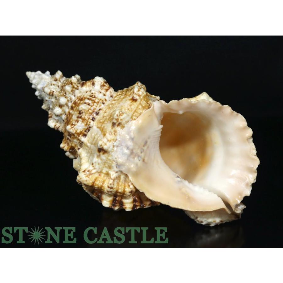 石流通センター 一点物 天然石 置き石 貝殻 (オオナルトボラ) No.01 パワーストーン