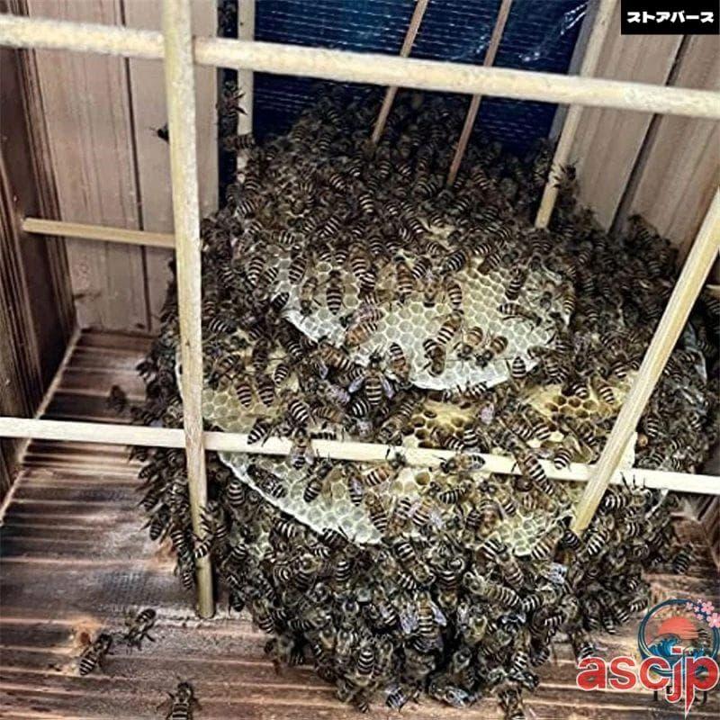 蜜蜂巣箱 ミツバチ 巣箱 重箱式 養蜂箱 杉材 蜂ハイブ 格子箱 煮蝋 蜜蜂飼育箱 巣枠不要 自然造蜜 防水性と防食性 5階/5窓