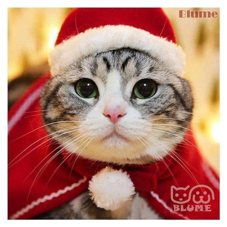 クリスマス 衣装 犬 猫 服 ペット服 サンタ トナカイ ドッグウェア キャットウェア ねこ 犬の服 猫の洋服 冬 可愛い Blume 1231 Pet 12 Blume 通販 Yahoo ショッピング