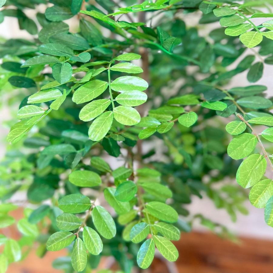 ストア・エキスプレス フェイクグリーン 観葉植物 フェイク 人工観葉