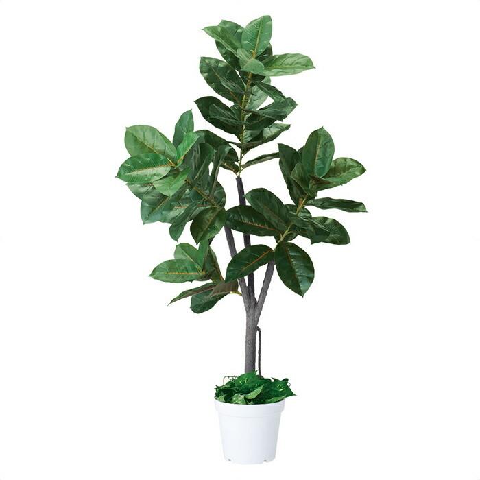 楽天市場】ワシントンヤシ 8号 観葉植物 ワシントニア シラガヤシ 大鉢