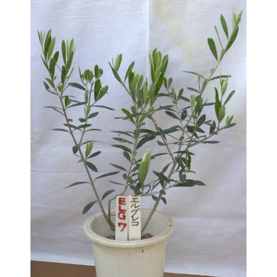 選べるオリーブの木（苗木）5号2鉢のセットです。 樹高50〜65cm（5p
