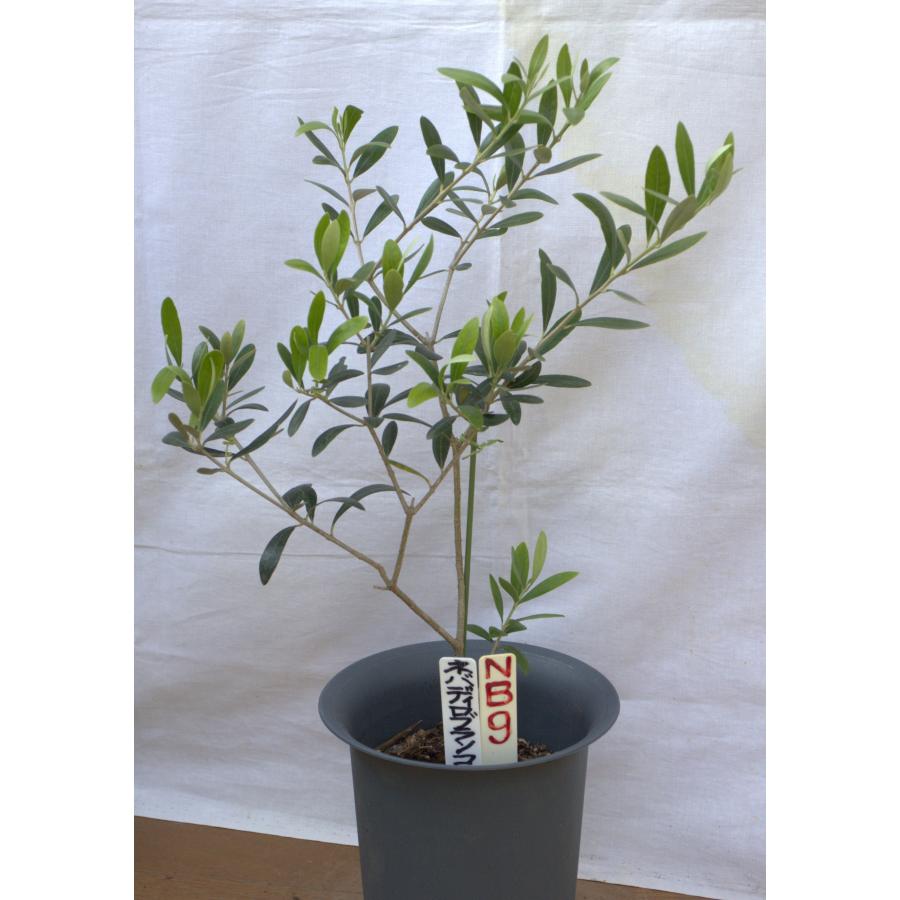 選べるオリーブの木（苗木）5号2鉢のセットです。 樹高50〜65cm（5p