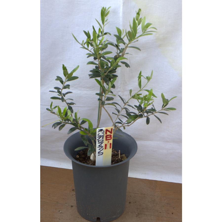 選べるオリーブの木（苗木）5号2鉢のセットです。 樹高50〜65cm（5p
