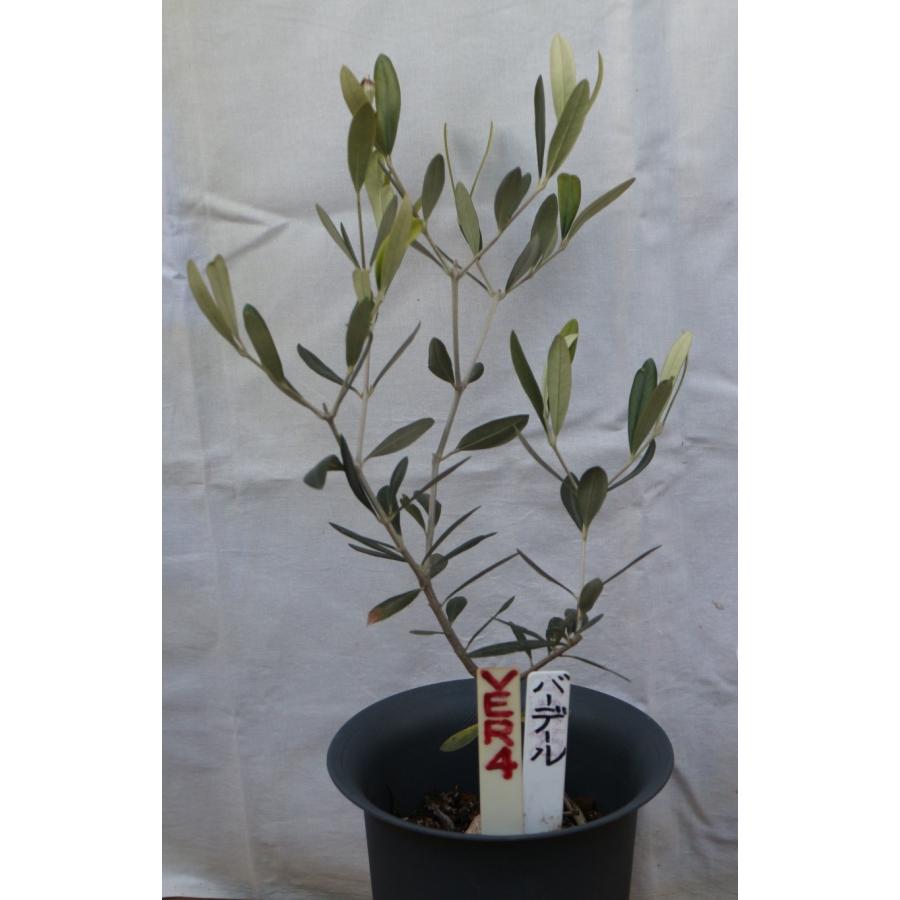 選べるオリーブの木（苗木）5号2鉢のセットです。 樹高50〜65cm（5p 