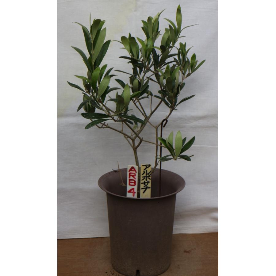 選べるオリーブの木（苗木）5号2鉢のセットです。 樹高50〜65cm（5p 