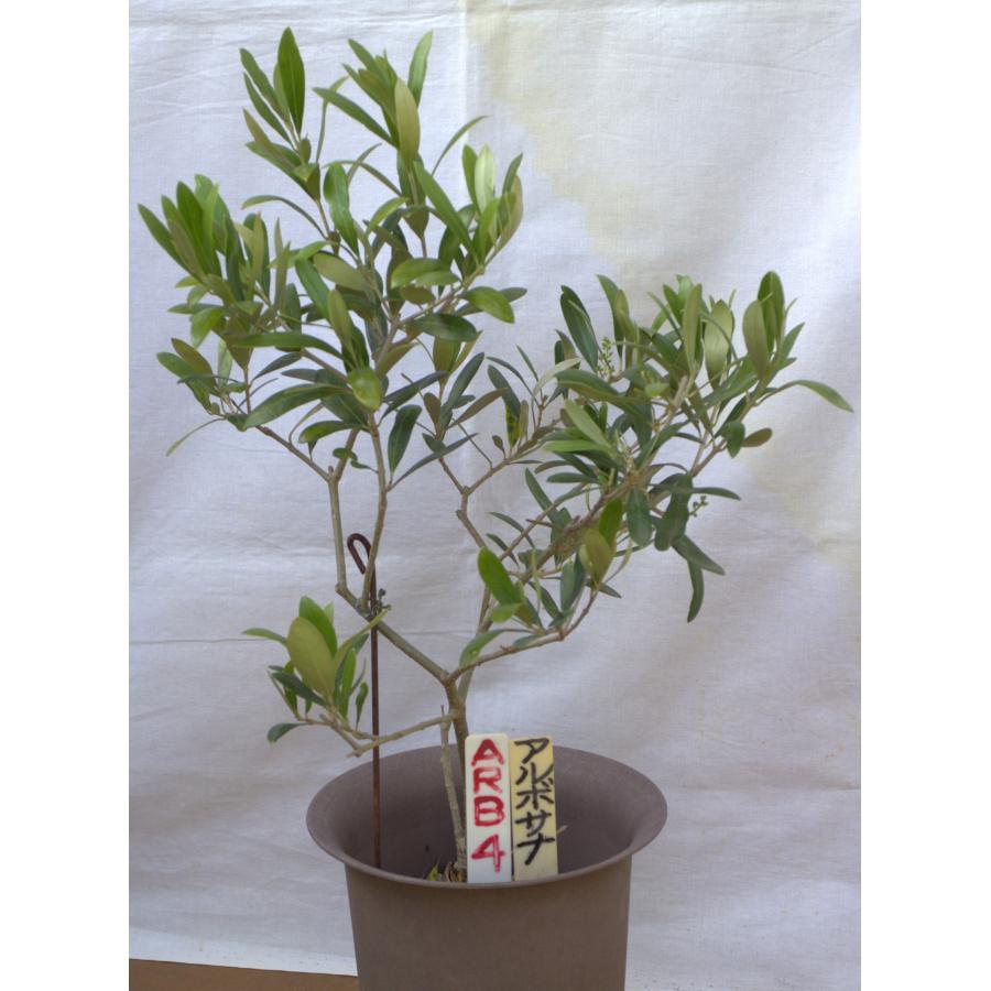 選べるオリーブの木（苗木）5号2鉢のセットです。 樹高50〜65cm（5p
