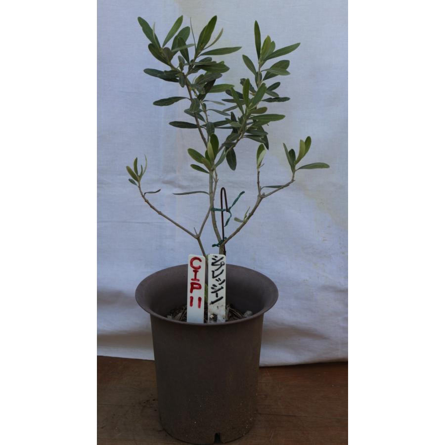 選べるオリーブの木（苗木）5号2鉢のセットです。 樹高50〜65cm（5p 