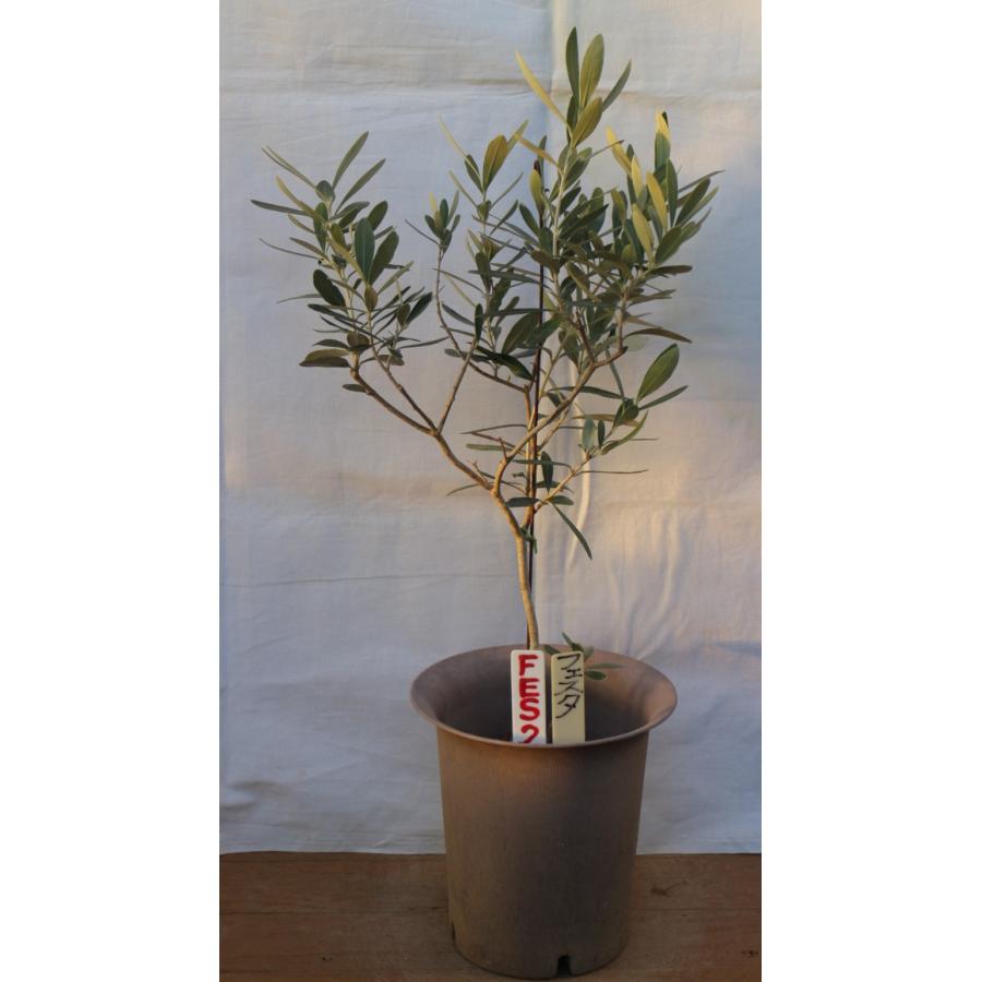 画像と商品情報からお選びください、 オリーブの木、鉢植（苗木）、5号