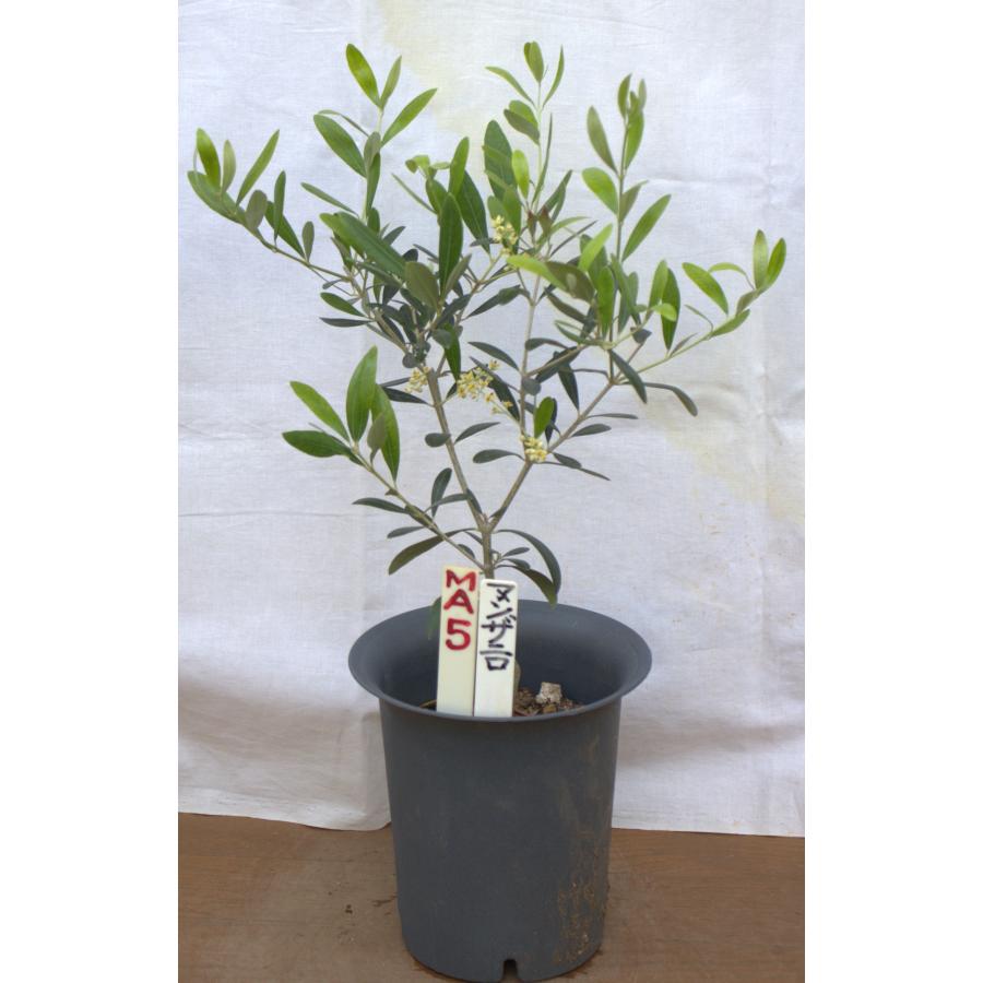 選べるオリーブの木（苗木）5号2鉢のセットです。 樹高50〜65cm（5p