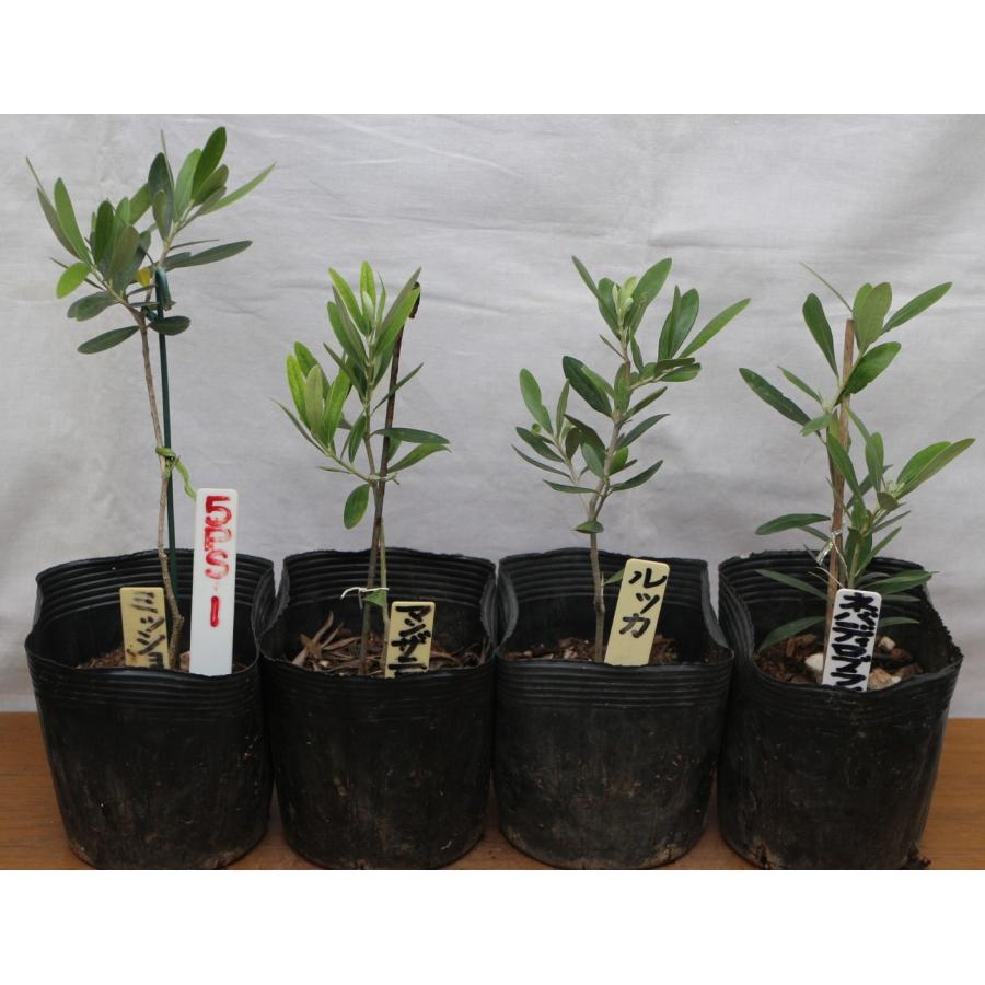 オリーブの木 苗木 5号ポット幼苗4品種４本セット バーデール マンザニロ ルッカ ネバディロブランコ 樹高30 35cm 5ps 1 5ps 1 ストアオリーブノア 通販 Yahoo ショッピング