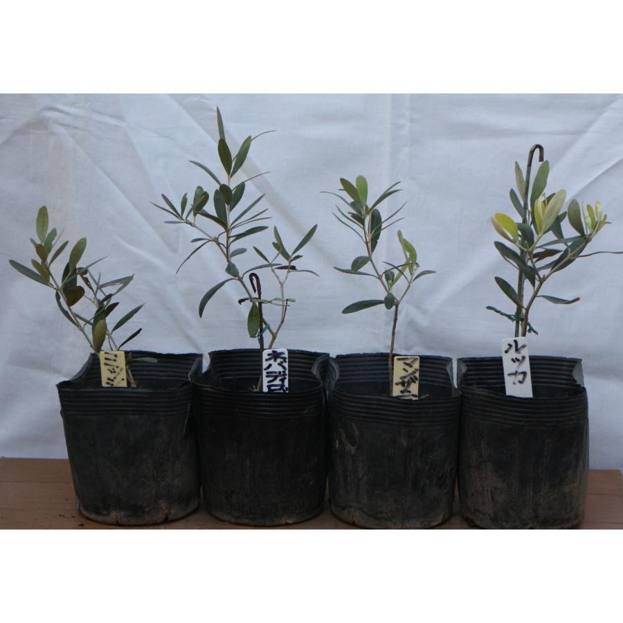 オリーブの木（苗木）、日本の４大品種ポット幼苗セット（ミッション
