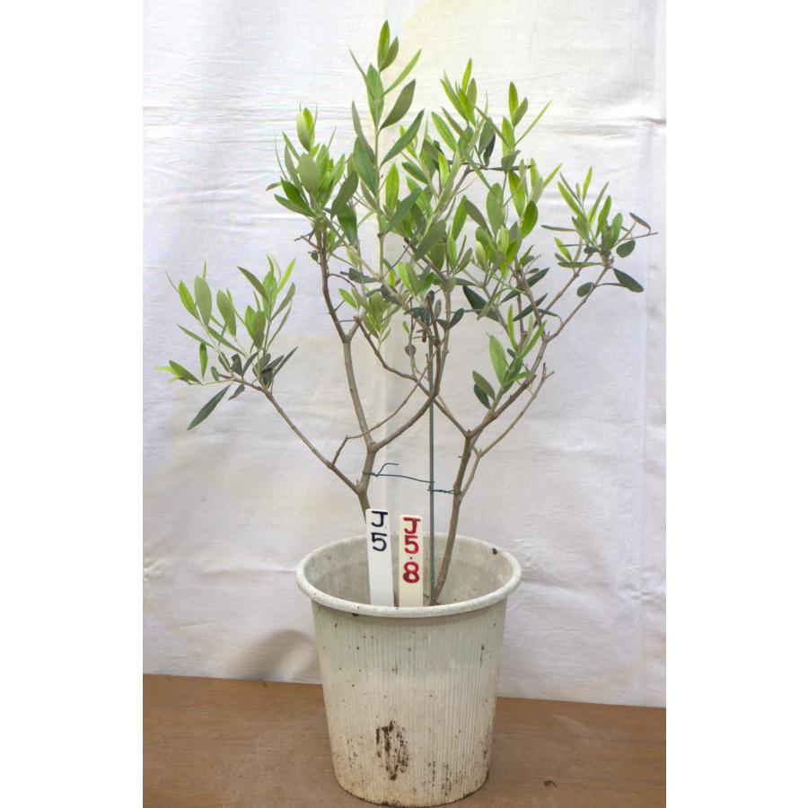 選べるオリーブの木（苗木）6号2鉢のセットです、樹高55〜65cm（6p