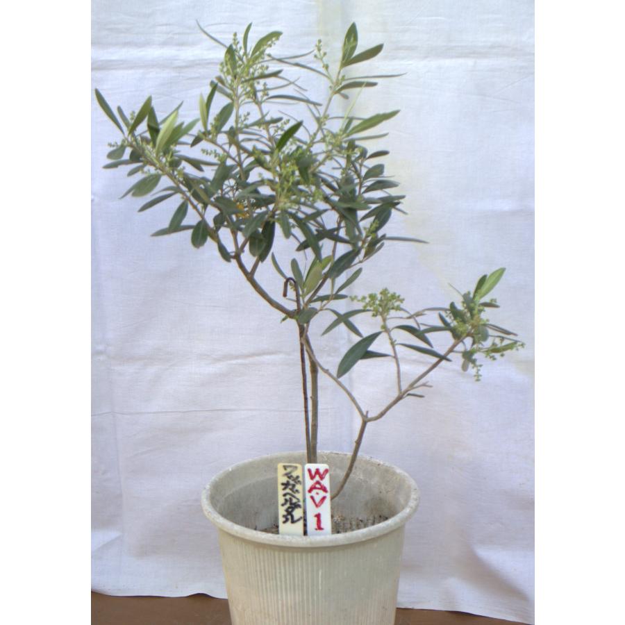 選べるオリーブの木（苗木）6号2鉢のセットです、樹高60〜75cm（6p