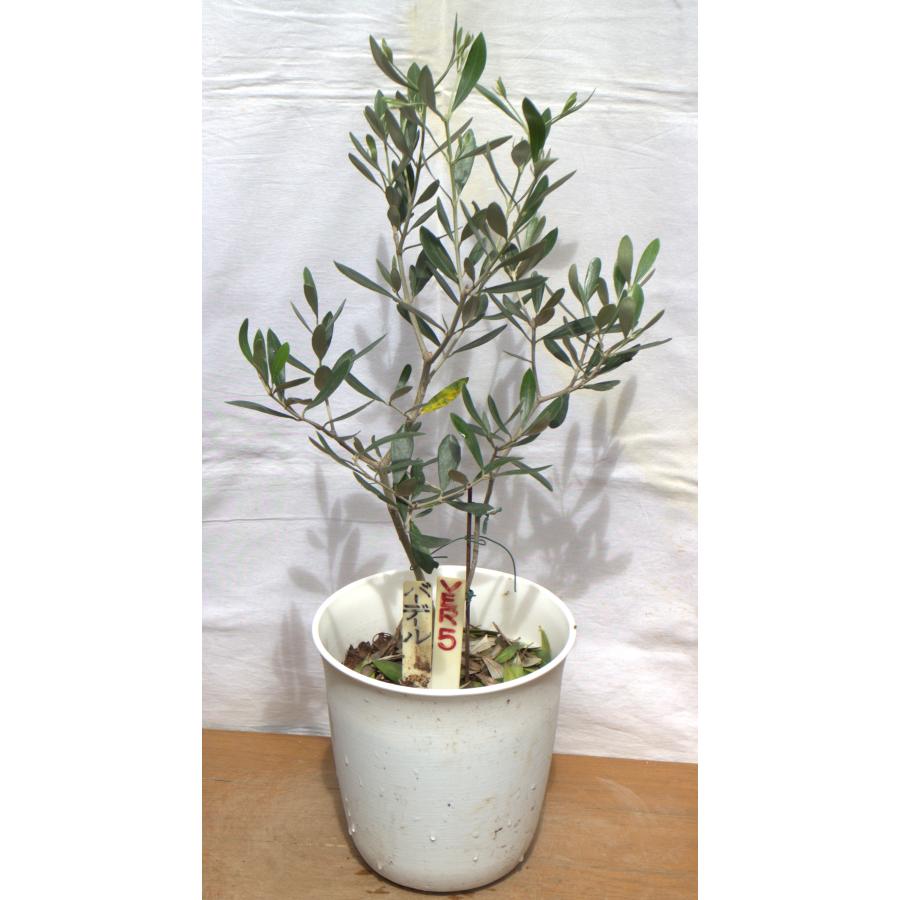 【手渡し限定】 オリーブの木 鉢植え オリーブ 選べるオリーブの木（苗木）6号2鉢のセットです、樹高60〜75cm（6p