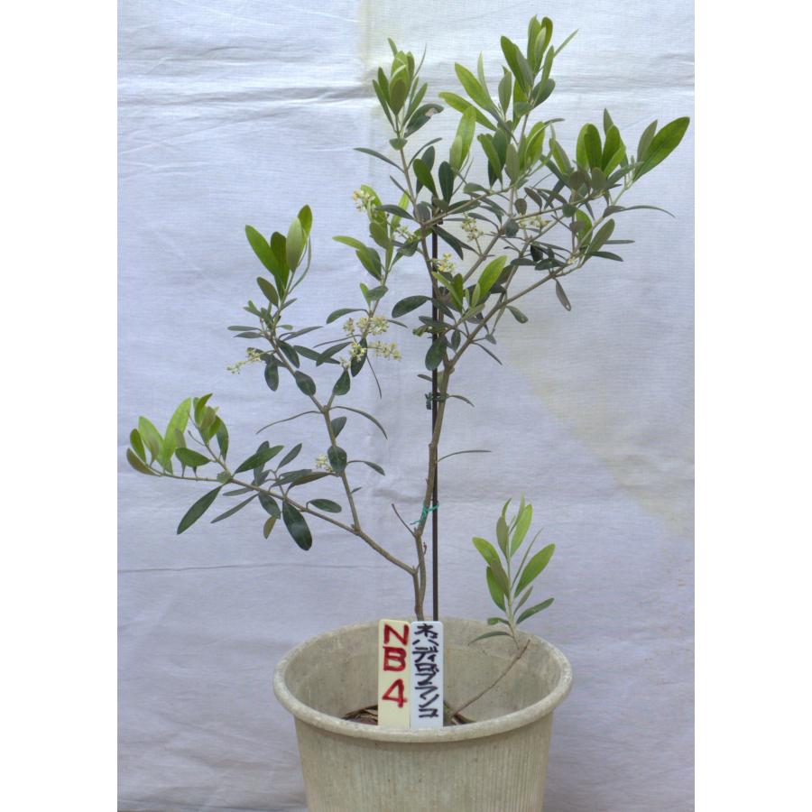 選べるオリーブの木（苗木）6号2鉢のセットです、樹高60〜75cm（6p
