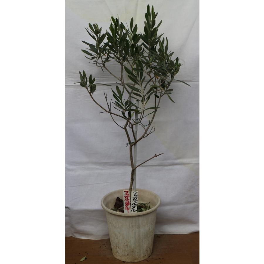 オリーブ　オリーブの木　植木 楽天市場】【現品発送】オリーブの木 樹高1.6-1.8m(鉢底から）8号