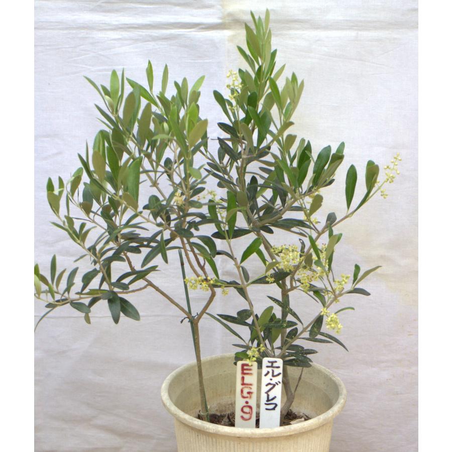 選べるオリーブの木（苗木）6号2鉢のセットです、樹高60〜75cm（6p