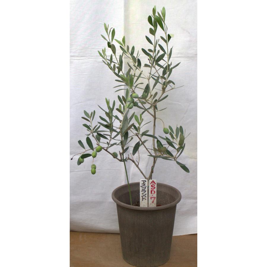選べるオリーブの木（苗木）6号2鉢のセットです、樹高60〜75cm（6p