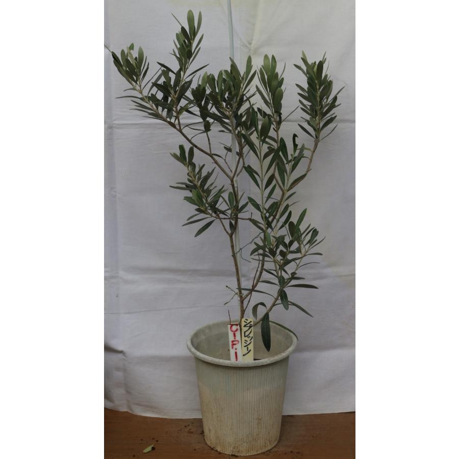 引取り限定　オリーブの木 NH X N/OH . PLANT-1~7 // APR.29 // ⁡ 樹齢約200年の古木オリーブを