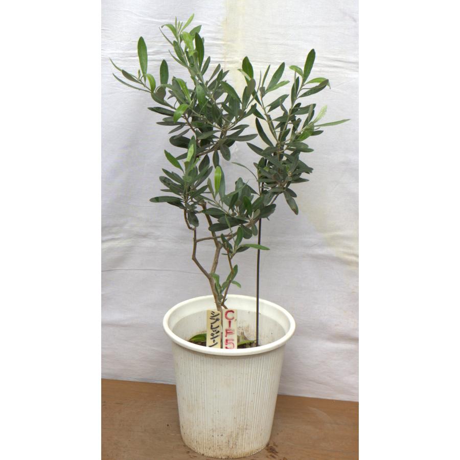 【引取限定】オリーブの木 鉢植え① 選べるオリーブの木（苗木）6号2鉢のセットです、樹高60〜75cm（6p