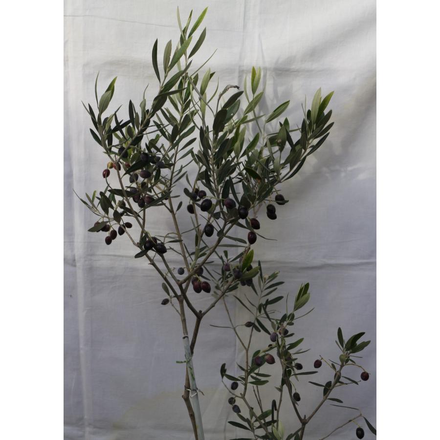 選べるオリーブの木（7号鉢苗木）、樹高75〜90cm（7p-1sx） 画像と商品