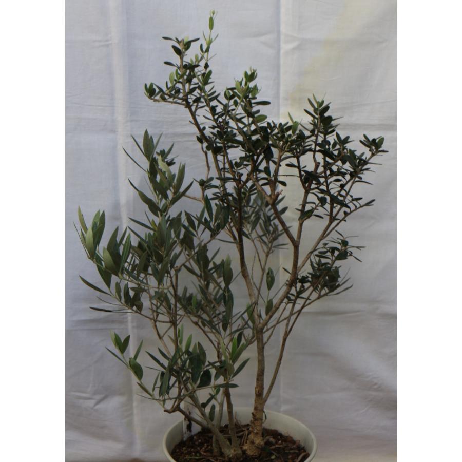 選べるオリーブの木（7号鉢苗木）、樹高75〜90cm（7p-1sx） 画像と商品