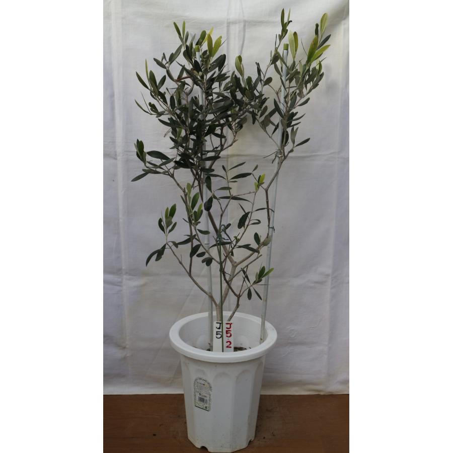 画像と商品情報からお選びください、オリーブの木 鉢植（苗木）、7号鉢