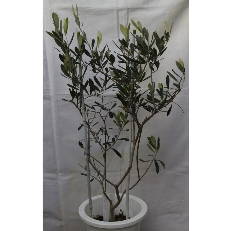 選べるオリーブの木（7号鉢苗木）、樹高75〜90cm（7p-1sx） 画像と商品
