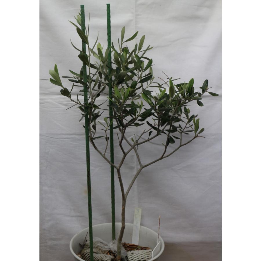 樹形がまとまりやすいピクルス用のオリーブの木、鉢植（苗木）”アスコラーナ“、8号鉢、樹高72cm（8asl-1）｜store-olive-noah｜03