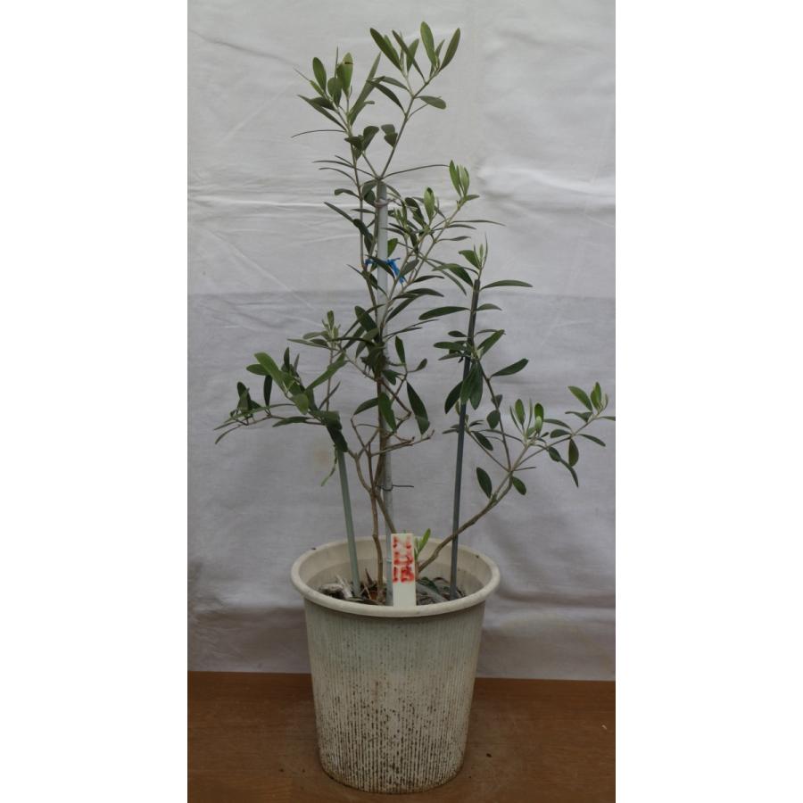 高級オリーブオイルに使われる成長旺盛なオリーブの木 苗木 ネバディロブランコ 6号鉢 樹高66cm Nb 18 Nb 18 ストアオリーブノア 通販 Yahoo ショッピング