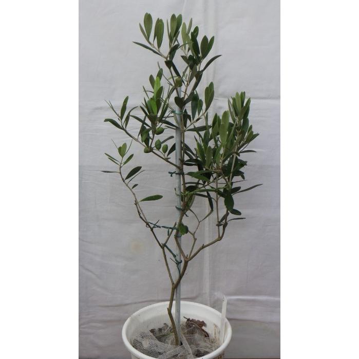 高級オリーブオイルに使われる成長旺盛なオリーブの木 苗木 ネバディロブランコ 6号鉢 樹高６８cm Nb 9 Nb 9 ストアオリーブノア 通販 Yahoo ショッピング