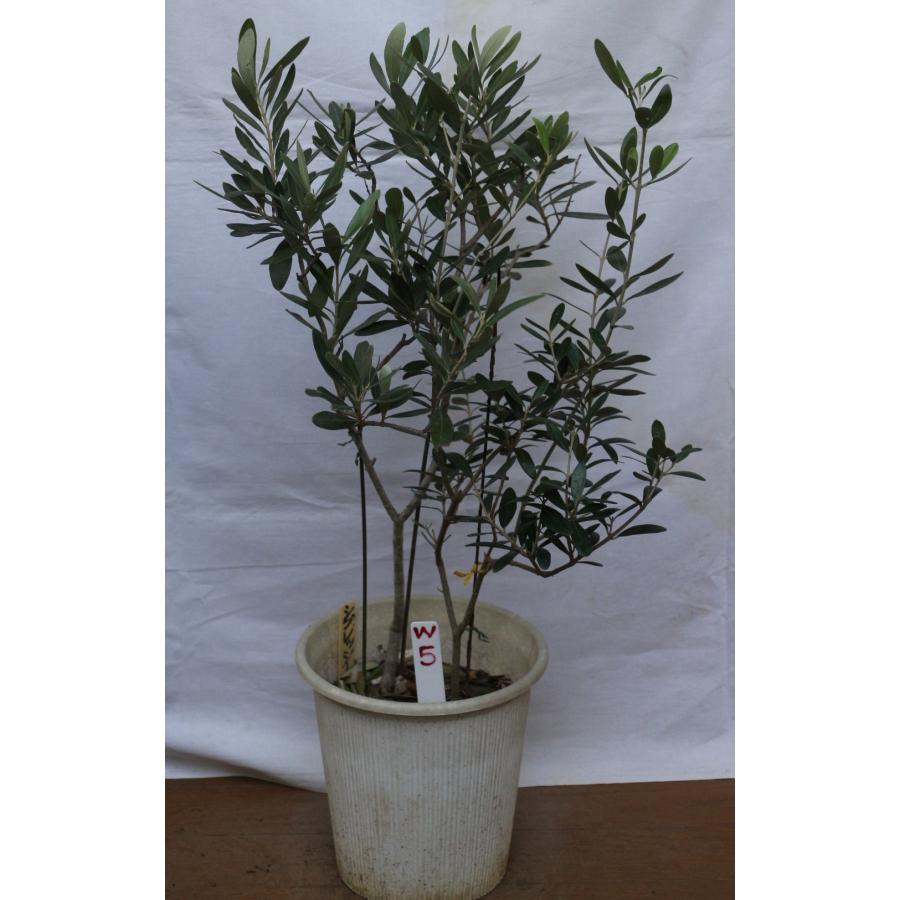 選べるオリーブの木（苗木） 2品種の鉢植え 6号鉢、樹高65cm