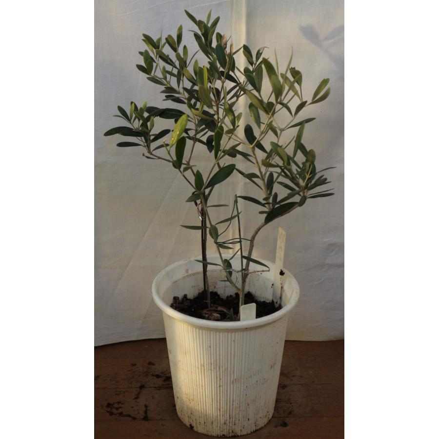 オリーブの木　今なら沢山の実をつけています！！ ミッション Lサイズ 約150cm NO.10208 オリーブの木 - 株式会社鶴亀園