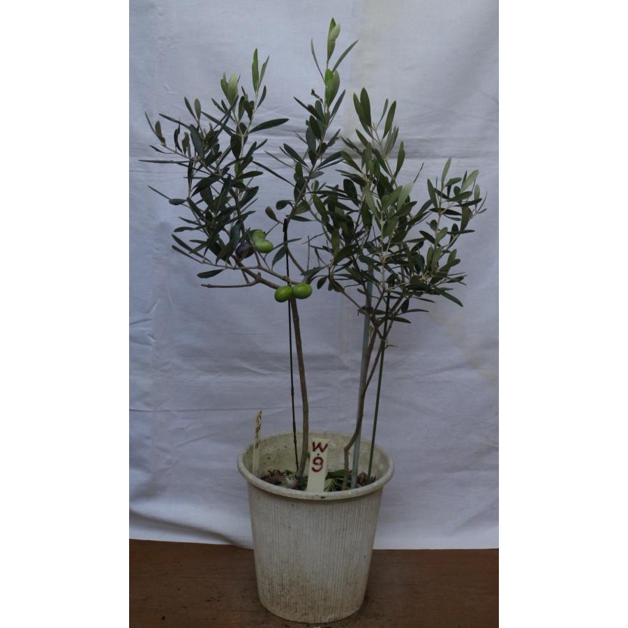 観葉植物 オリーブ（実付き） お譲りします！② タカショー (室内用) 人工植物 観葉植物 オリーブ 寄植付 1.2m (GD-240