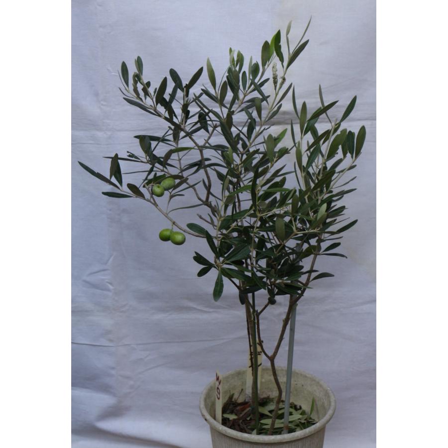 ①オリーブの木 NH X N/OH . PLANT-1~7 // APR.29 // ⁡ 樹齢約200年の古木オリーブを