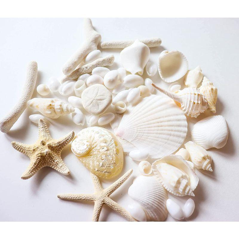 ブルーバイユー貝殻セット 天然素材 白0g珊瑚 巻貝 ヒトデ ホタテ 特別セール品