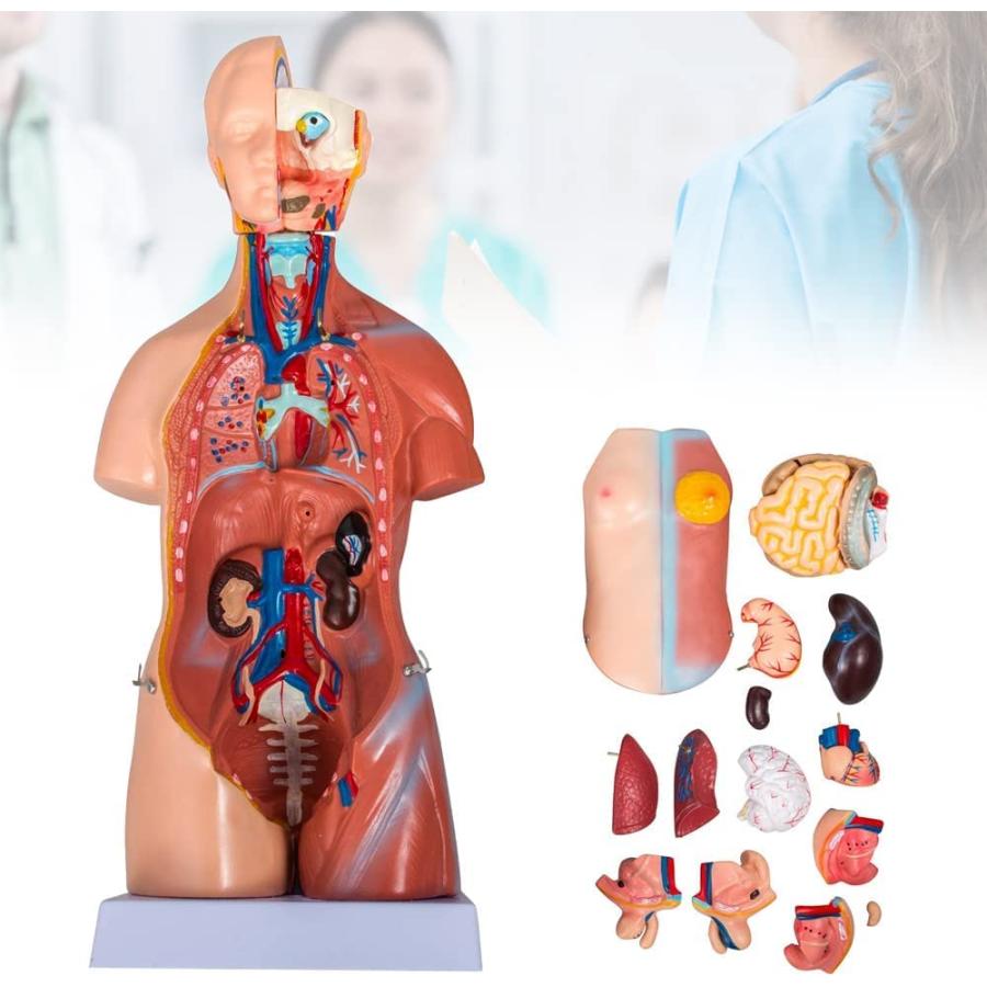 人体の世界 人体解剖模型 ジョシアン・ミニ 半券付き 人体の世界 人体解剖模型 ジョシアン・ミニ 半券付き
