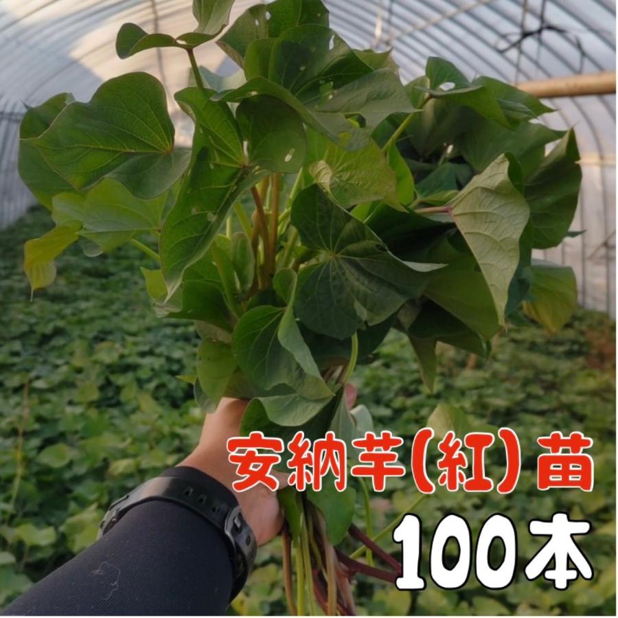 予約商品】【安納芋100本】【2026年令和8年度分】サツマイモ苗 安納芋