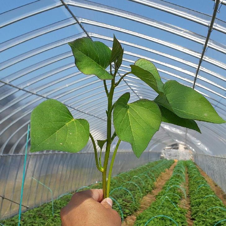 安納芋苗100本栗かぐや100本同梱 予約商品】【安納芋100