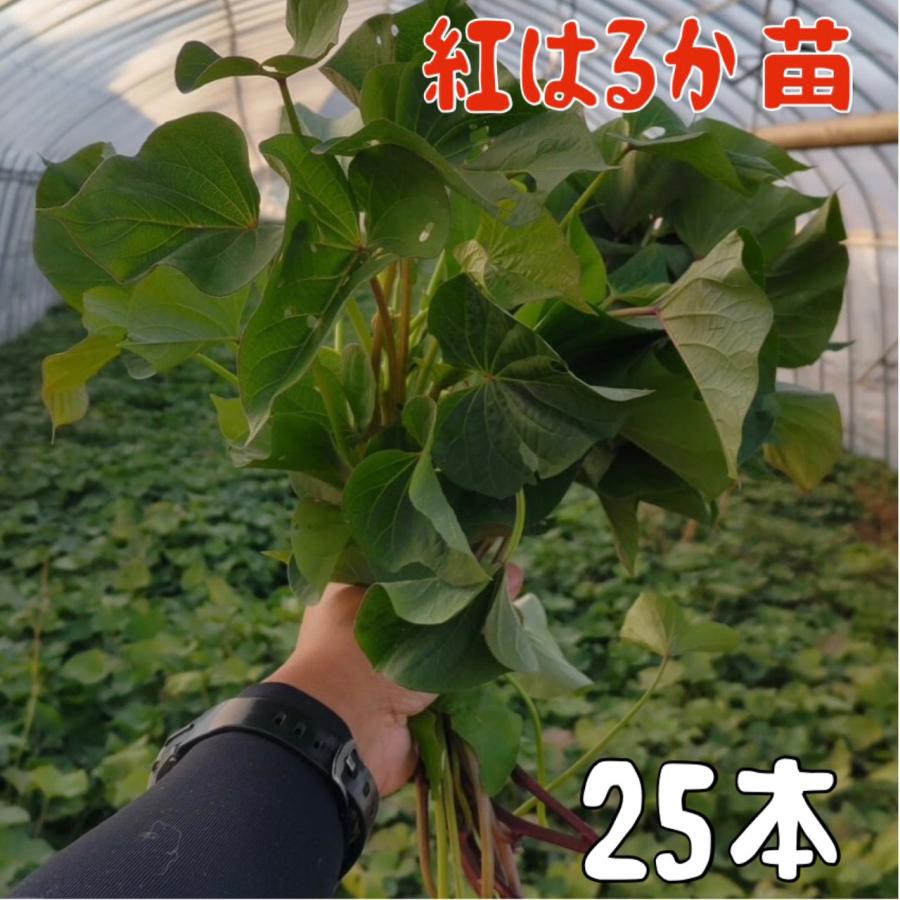 予約商品】【紅はるか25本】【2026年令和8年度分】サツマイモ苗 紅