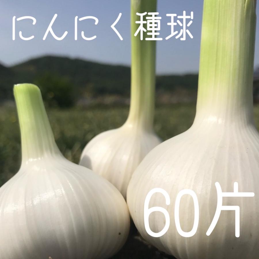 送料無料】【にんにく種球】【60片】 種 球根 少量販売 9月 10月 11月