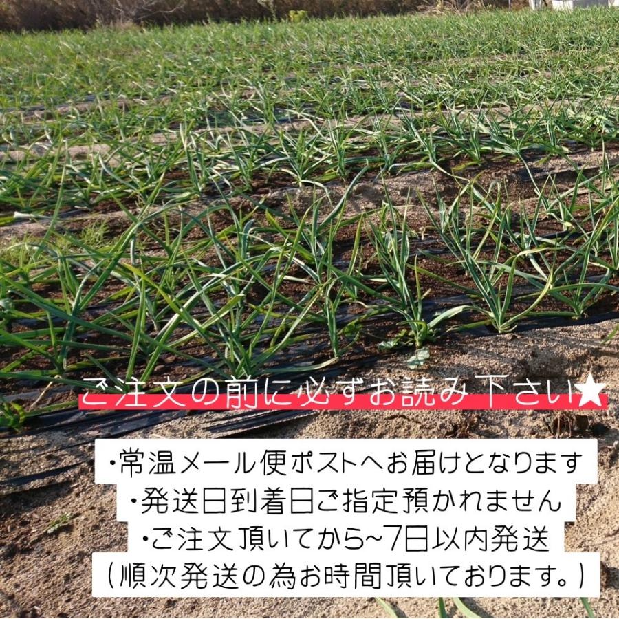 送料無料】【にんにく種球】【60片】 種 球根 少量販売 9月 10月 11月