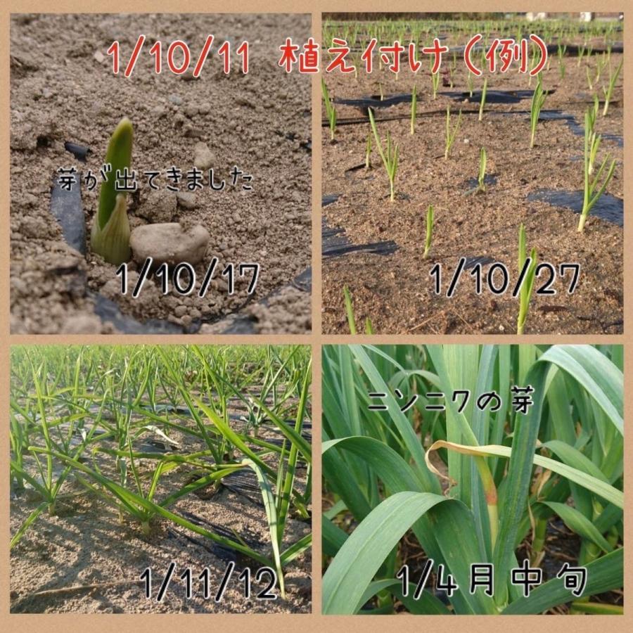 送料無料】【にんにく種球】【60片】 種 球根 少量販売 9月 10月 11月