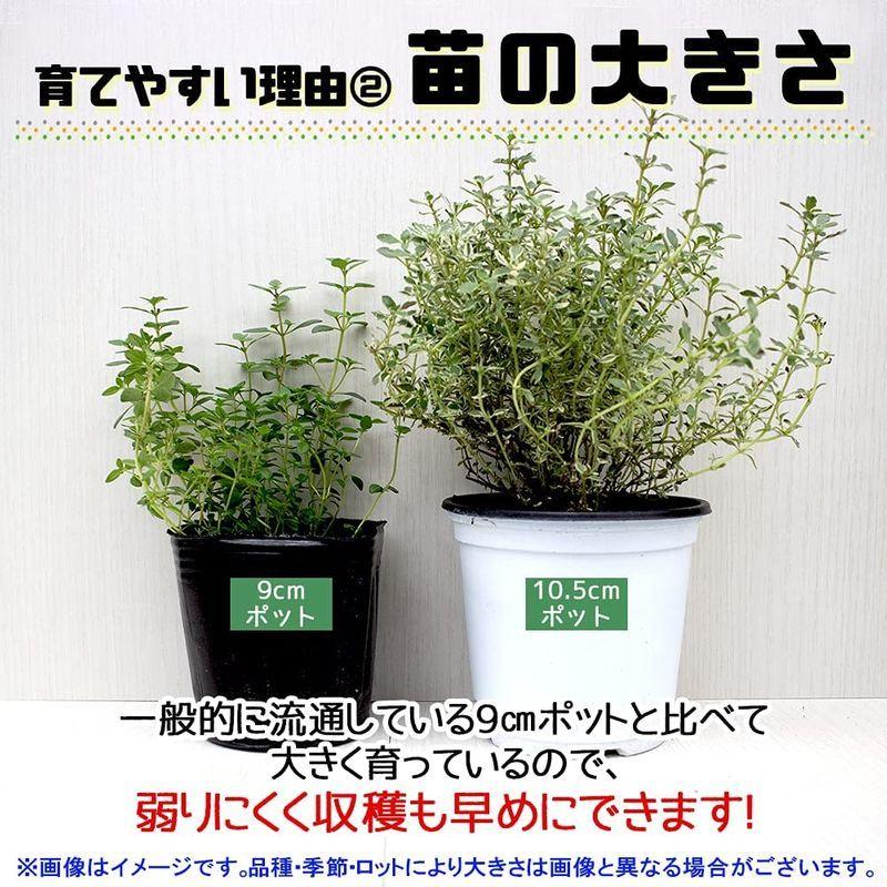 ハーブ苗 スープセロリ 2個セットおうちで簡単育てやすい10 5cmポットハーブ苗シリーズ 正規品