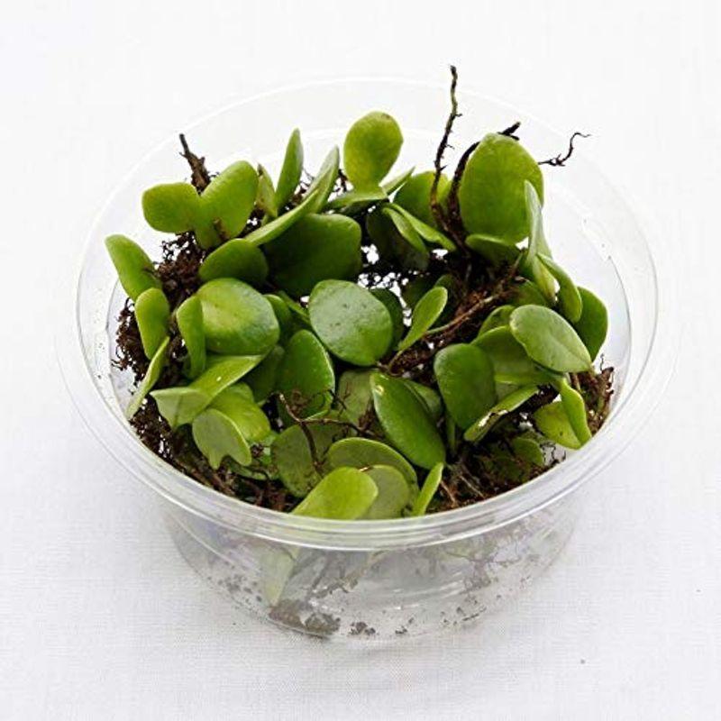 コケのインテリア コケリウム テラリウム コケリウム シダ植物 山野草 苔盆栽 パック マメヅタ ミニ Forest Store 通販 Yahoo ショッピング