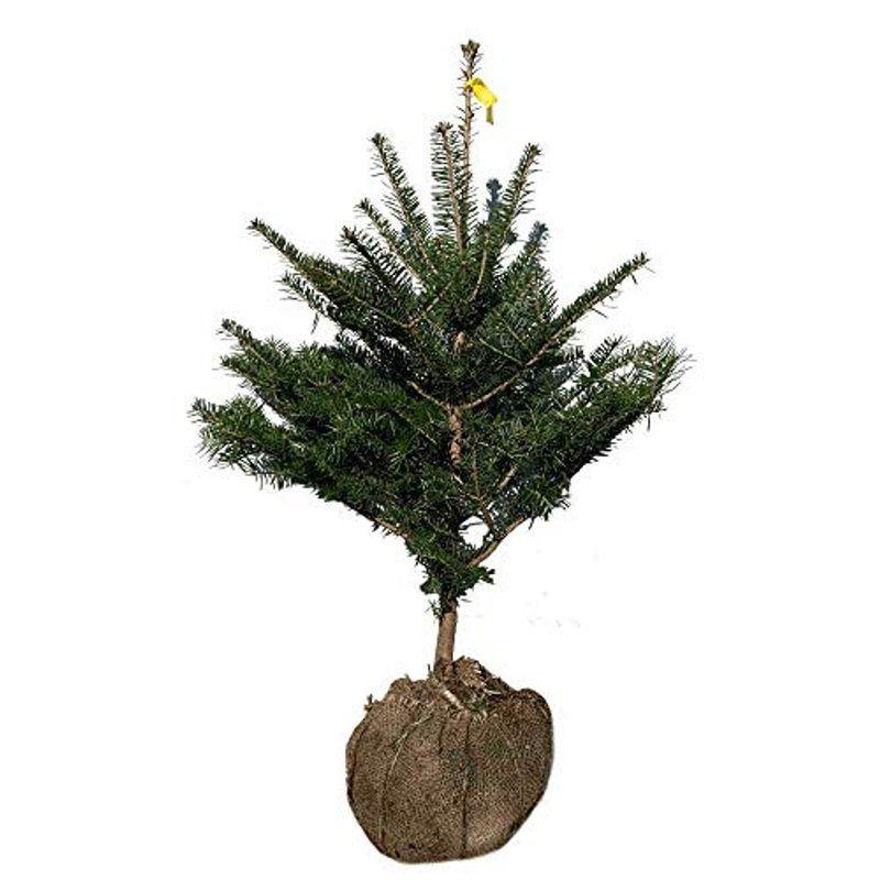 もみの木 ウラジロモミ 樹高70 80cm前後 根鉢含まず 単品 Forest 常緑 植木