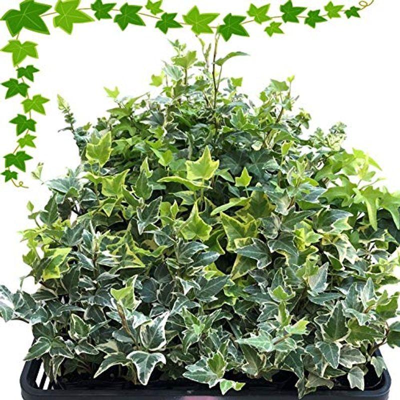 一年中楽しめる観葉植物 ヘデラ アイビーおまかせ24ポットセット 園芸 園芸 苗木 ガーデニング