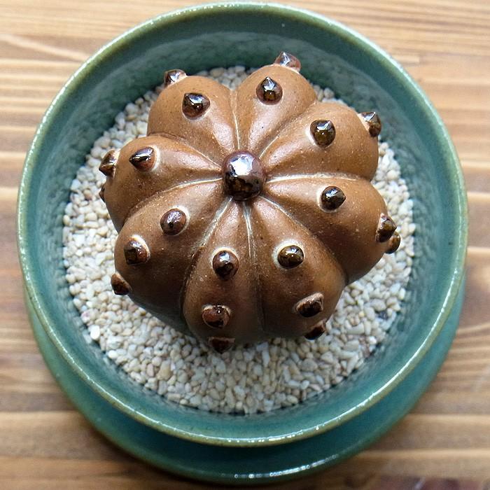 陶植 (陶器のサボテン＋益子焼3号鉢＋受け皿セット) トール 一輪挿し