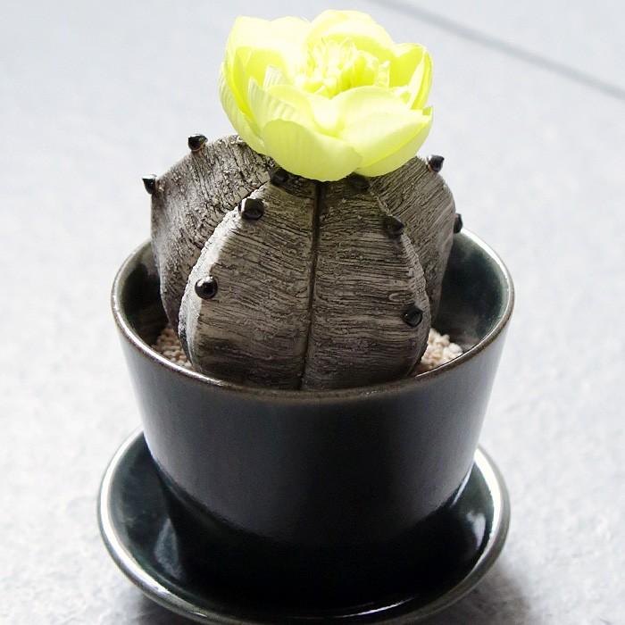 陶植 (陶器のサボテン+益子焼3号鉢+受け皿セット) ランポー玉 陶植 (陶器のサボテン+益子焼3号鉢+受け皿セット) ランポー玉